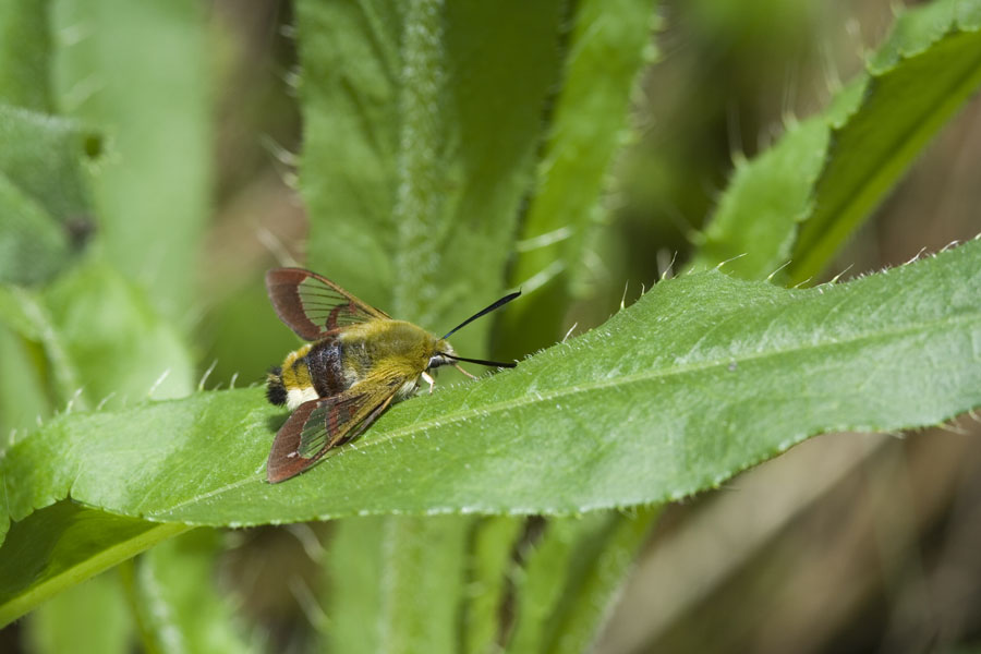 Hemaris fuciformis